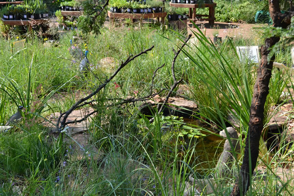 indigenous landscaping